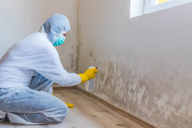 Licensed Mold Remediation service in Edison, NJ - Mold Remediation HQ