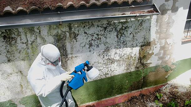 Top rated local Mold Remediation specialists in Edison, NJ